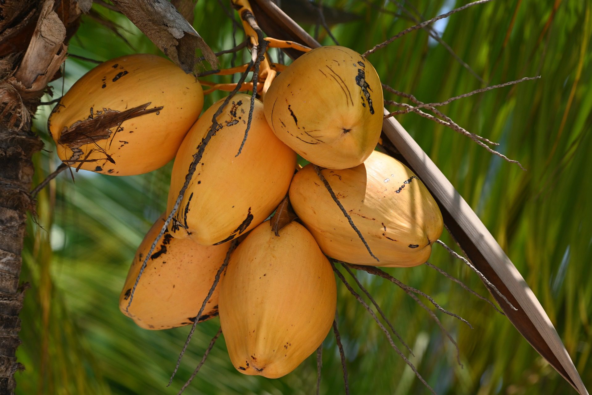 Read more about the article The History and Cultural Significance of Coconuts