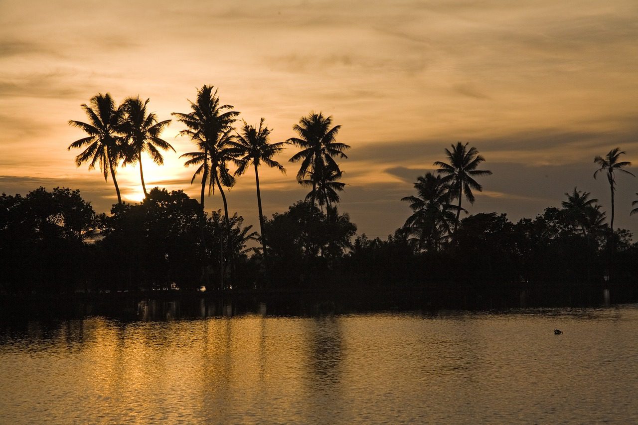 Read more about the article Coconut Farming: Best Practices for Sustainable Growth