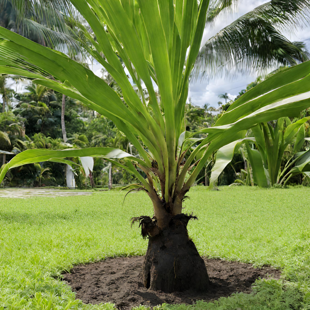 Read more about the article The Art of Growing Your Own Coconut Trees: Tips and Tricks